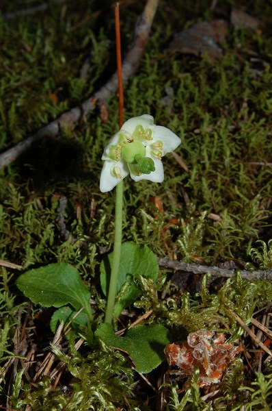 Moneses uniflora3 [1600x1200].JPG