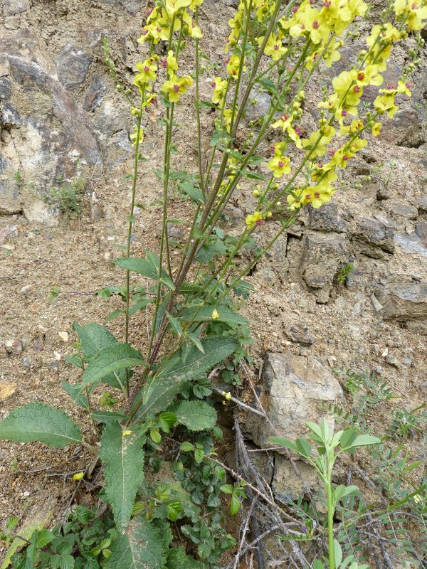 verbascum chaixii.jpg