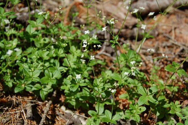 Galium rotundifolium5 [1600x1200].JPG