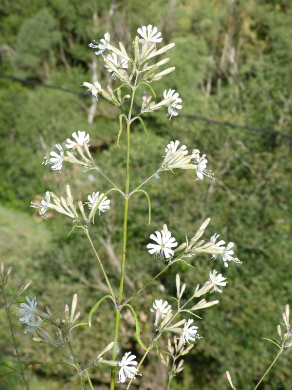 silene nemoralis.jpg