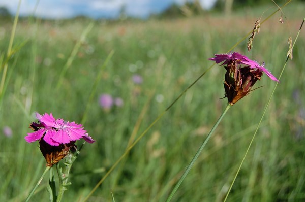 Dianthus carthusianorum4 [1600x1200].JPG