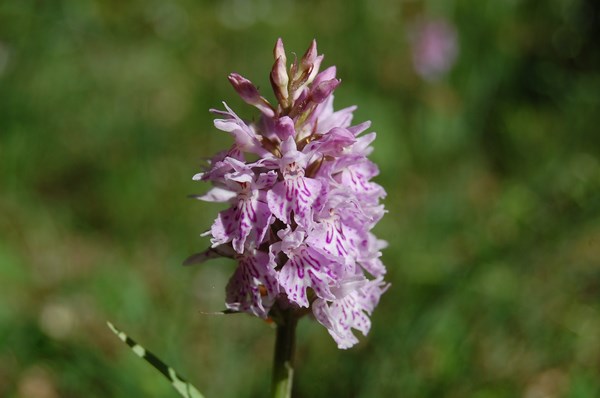Dactylorhiza fuchsii3 [1600x1200].JPG