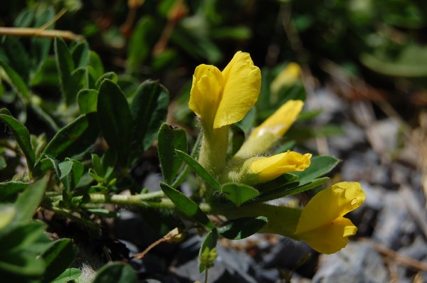 Chamaecytisus supinus5 [1600x1200].JPG
