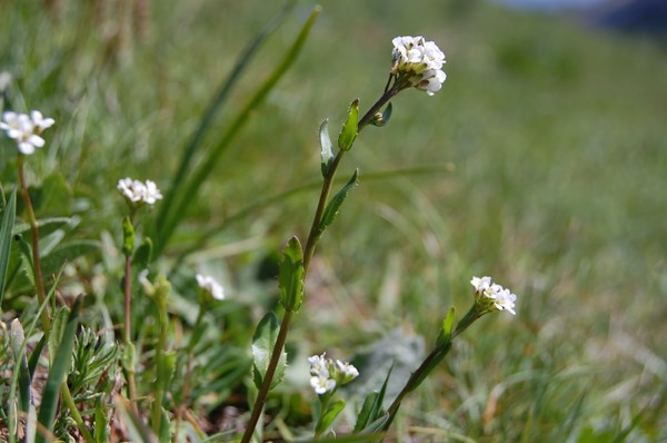 Arabis allionii7 [1600x1200].JPG