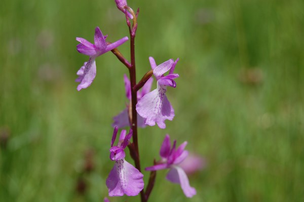 Anacamptis palustris11 [1600x1200].JPG