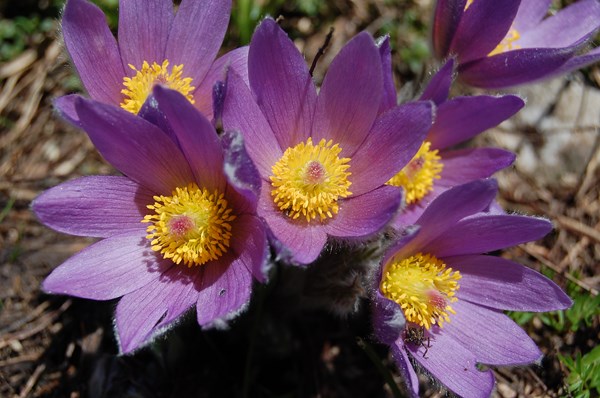 Pulsatilla halleri6 [1600x1200].JPG