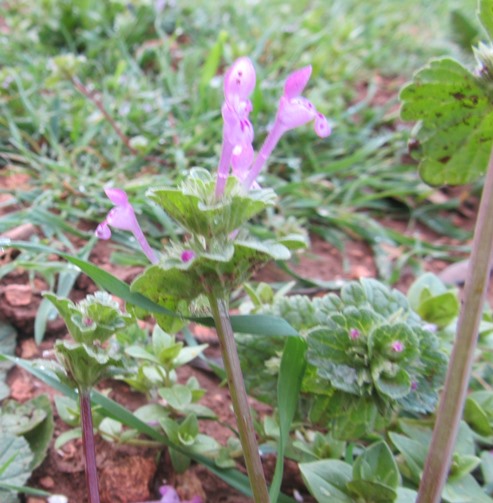 Lamium amplexicaule - f.jpg