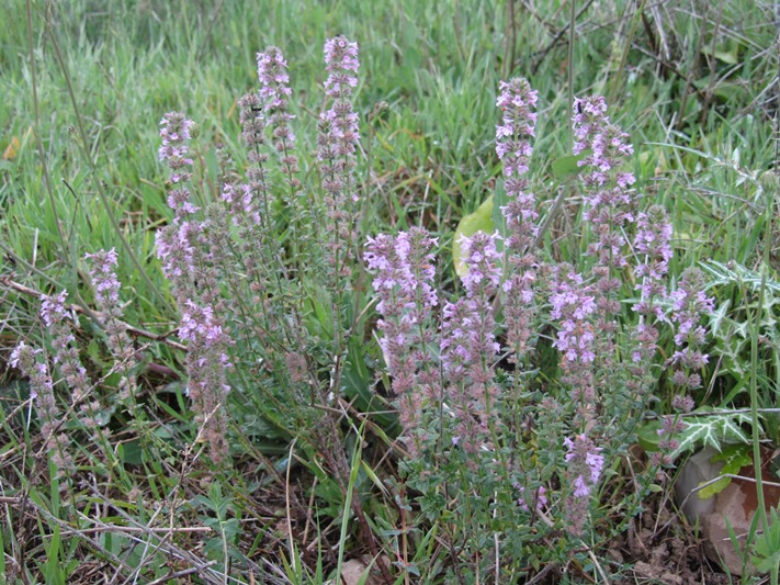 Micromeria graeca - f.jpg