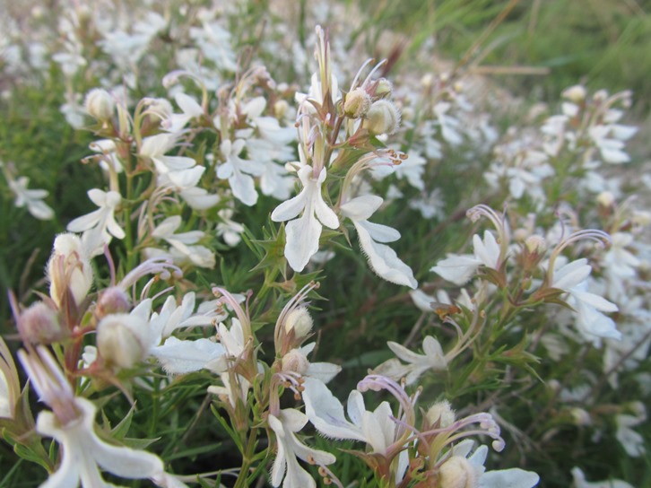 Stachys ocymastrum f.jpg