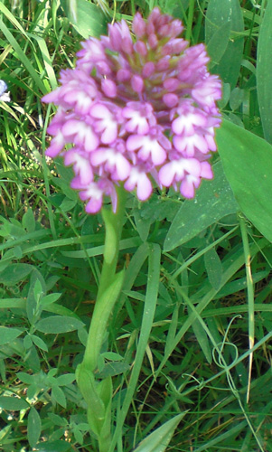 Anacamptis pyramidalis redim.jpg