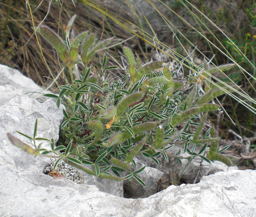 Argyrolobium zanonii redim.jpg