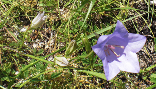 Campanula persicifolia redim.jpg