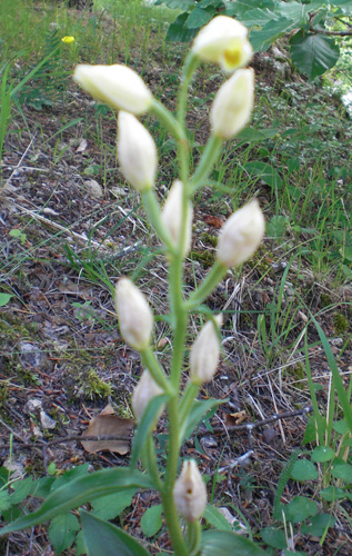 Cephalanthera damasonium redim.jpg