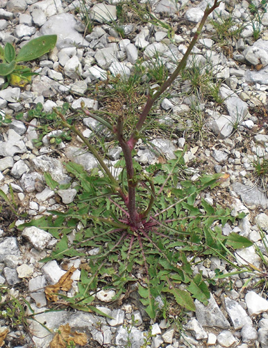 Chondrilla juncea redim.jpg