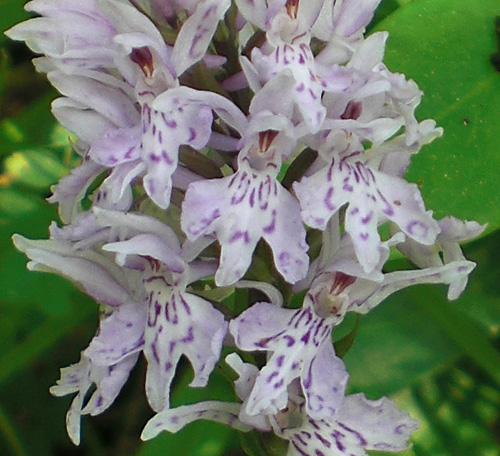 Dactylorhiza fuchsii redim.jpg