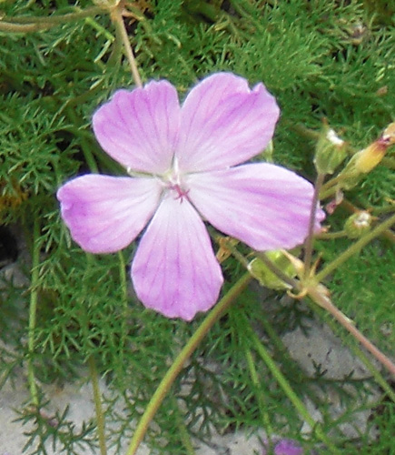 Erodium rodiei 2 redim.jpg