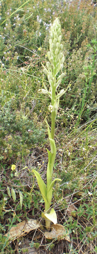 Himantoglossum hircinum (orchis bouc) redim.jpg