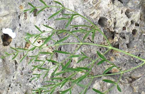 Laserpitium gallicum redim.jpg