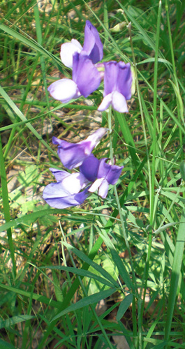 Lathyrus filiformis redim.jpg