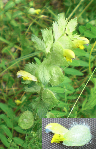 rhinanthus alectorolophus redim.jpg