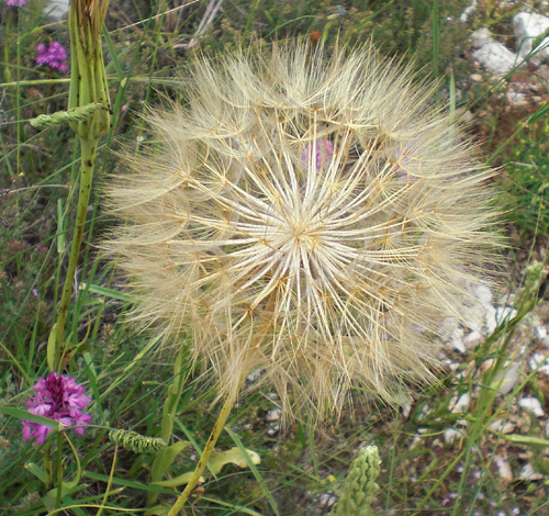 Tradopogon redim.jpg