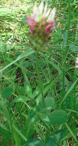 Trifolium incarnatum molinerii redim.jpg