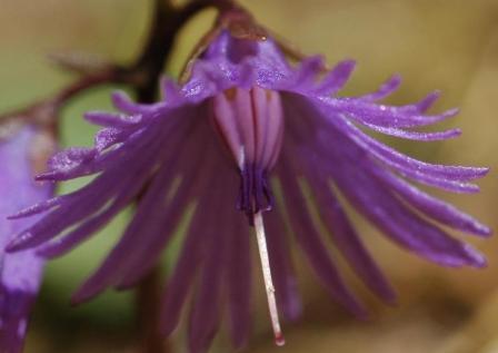 Soldanella alpina-Soldanelle des Alpes 10 bis.jpg