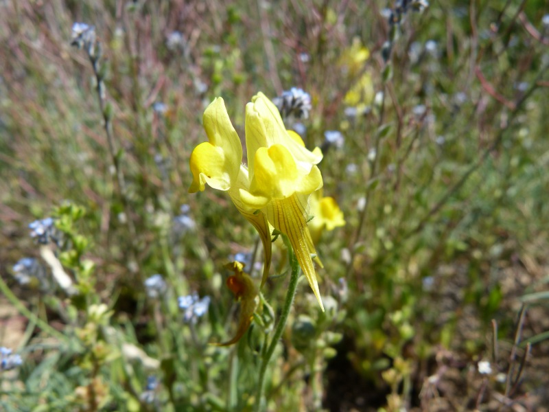 linaria supina.jpg