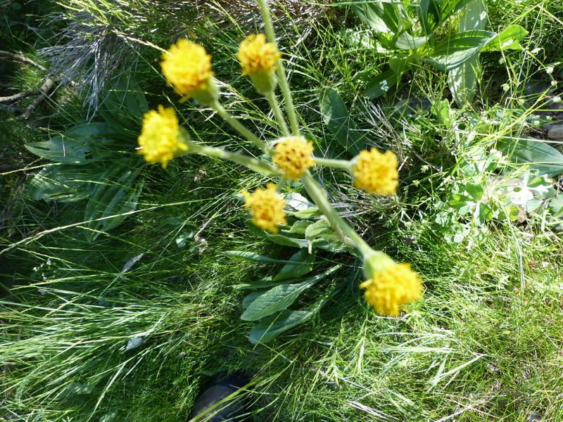 senecio helenitis.jpg
