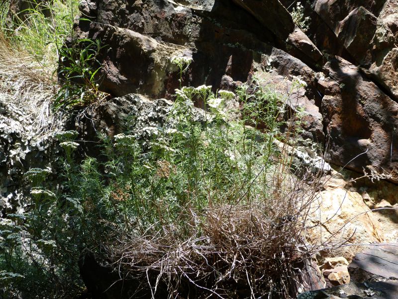 achillea chamaemelifolia.jpg