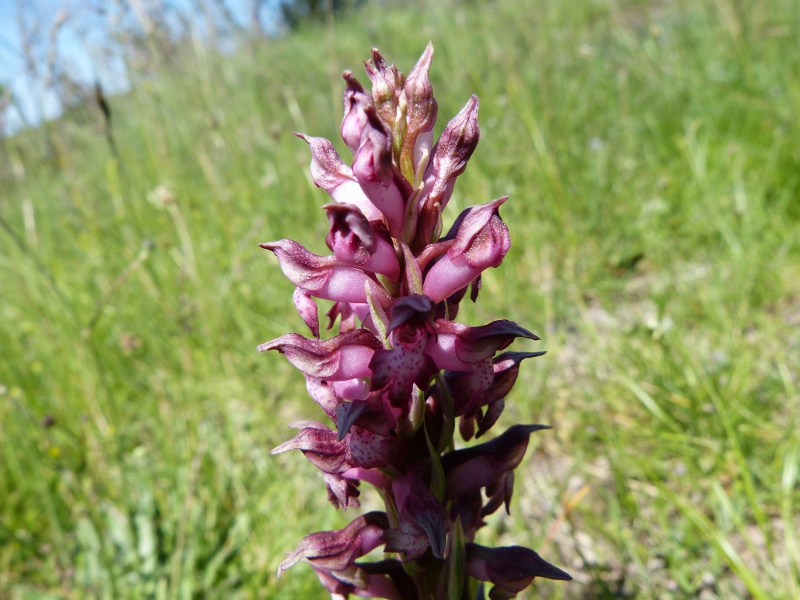 anacamtis coriophora martrinii.jpg