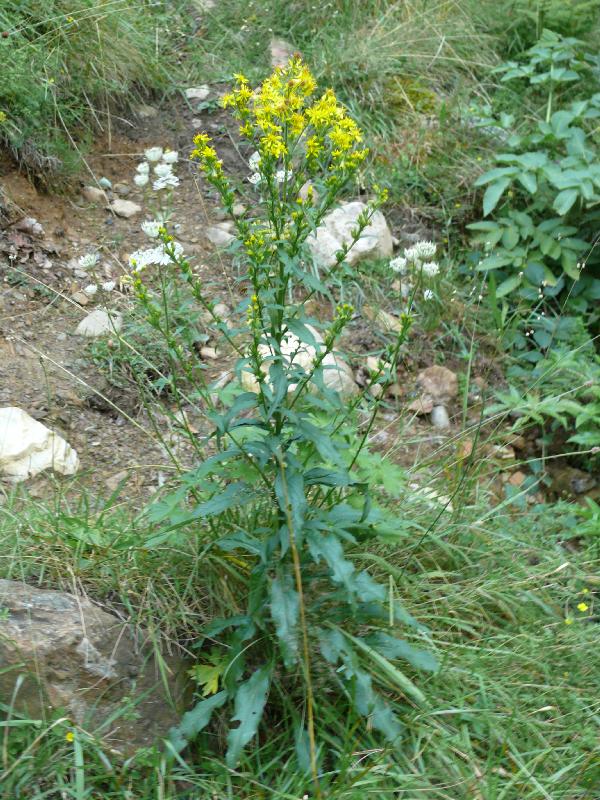 senecio 4.jpg