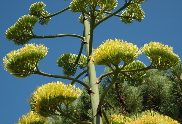 Agave - Campo - DSC_1647 (2).JPG