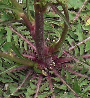 chondrilla juncea - 1.jpg