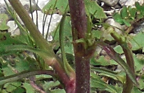 chondrilla juncea feuilles - 1.jpg