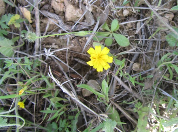 Hypochoeris f.jpg