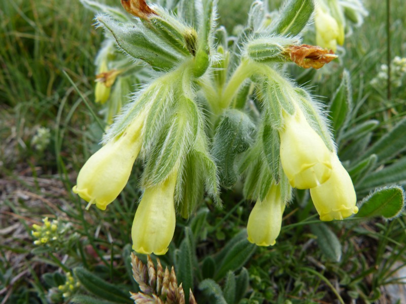 onosma.jpg