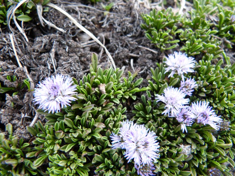 globularia.jpg