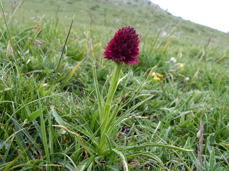 nigritella.jpg