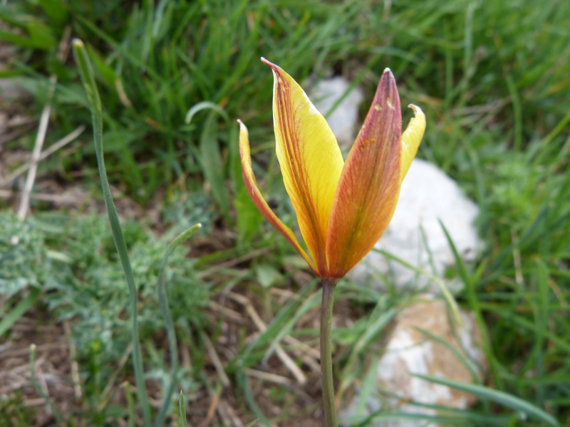 tulipa.jpg