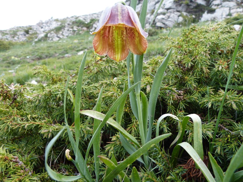 fritillaria1.jpg
