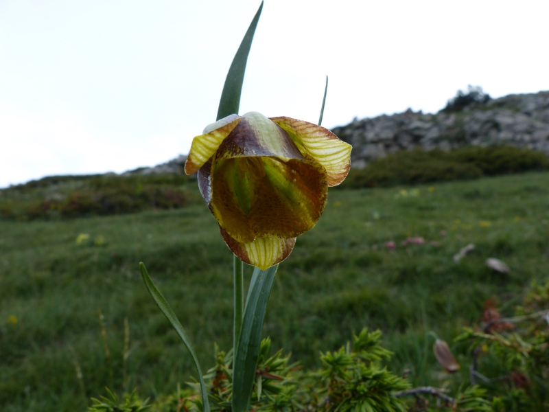 fritillaria3.jpg