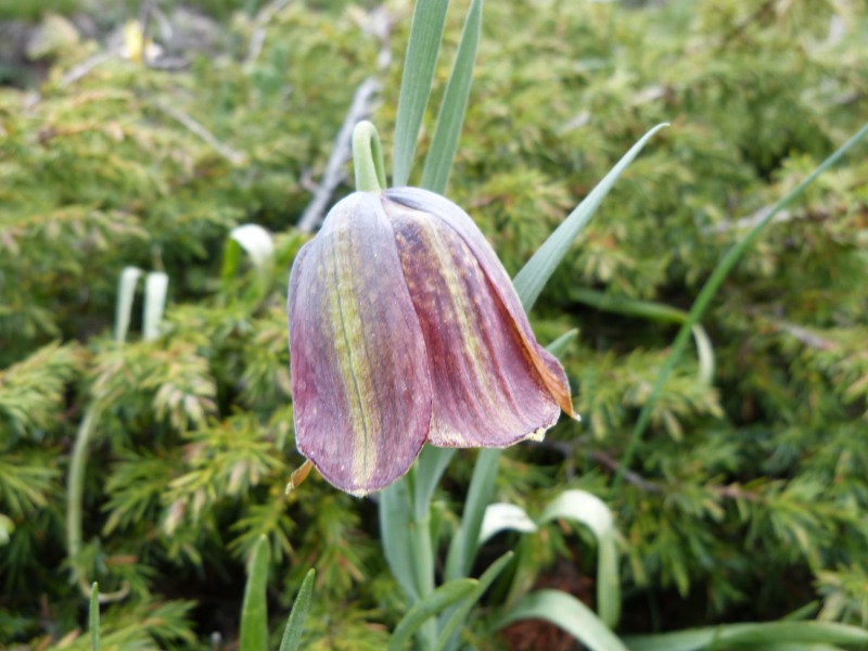 fritillaria2.jpg