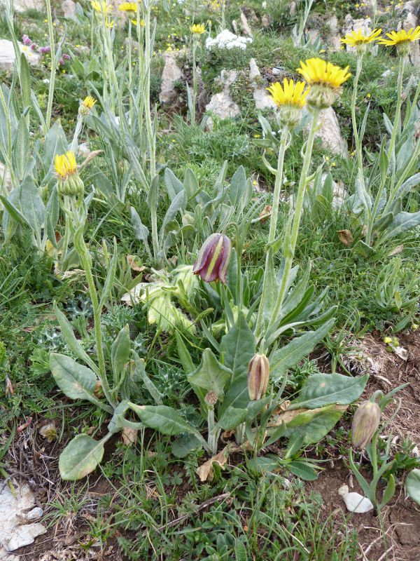jardin1.jpg