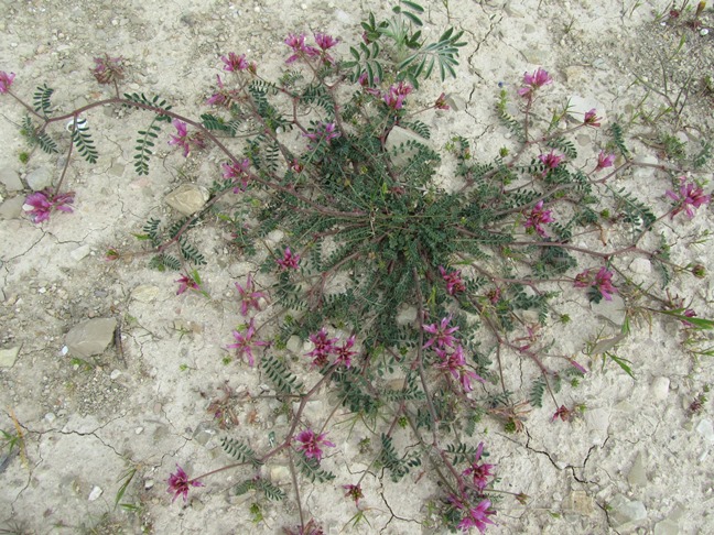 Coronilla varia - ff.jpg