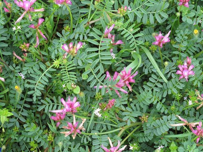 Coronilla varia - fff.jpg