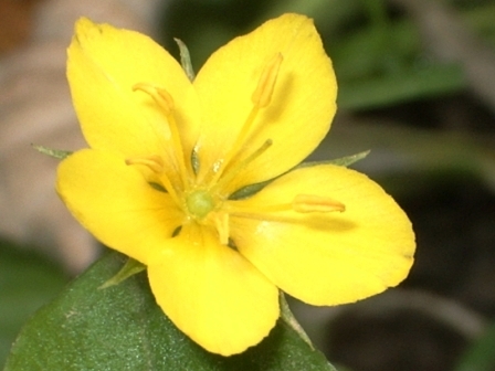 Fleur