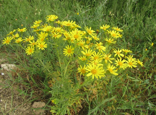 Senecio squalidus (ou gallicus) ff.jpg