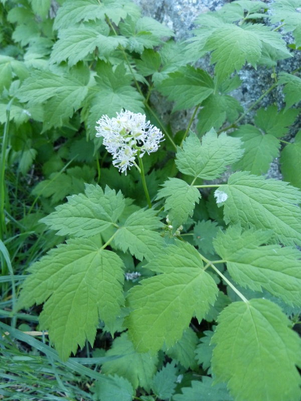 actaea spicata.jpg