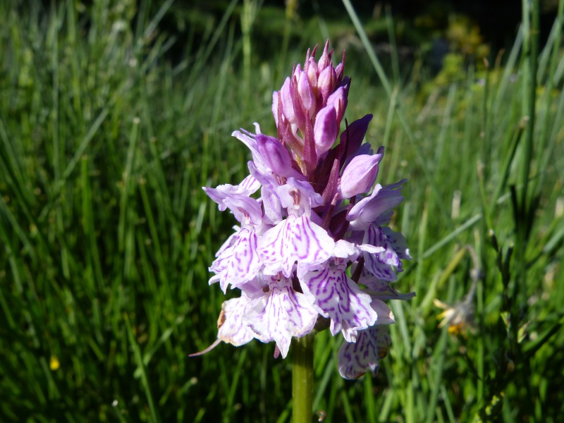 dactylorhiza.jpg